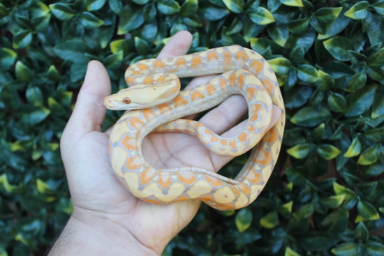 37.5% Kalatoa/Selayer Purple Albino Het Snow Reticulated Python by The ...