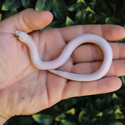Leucistic Hognose Western Hognose