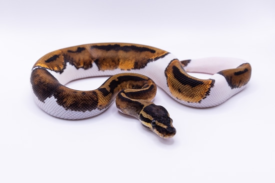 Pied Ball Python by Crafted Scale