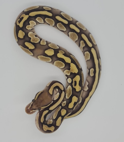 Het Red Axanthic Pastel Het Axanthic Vpi Ball Python by Regius By Design