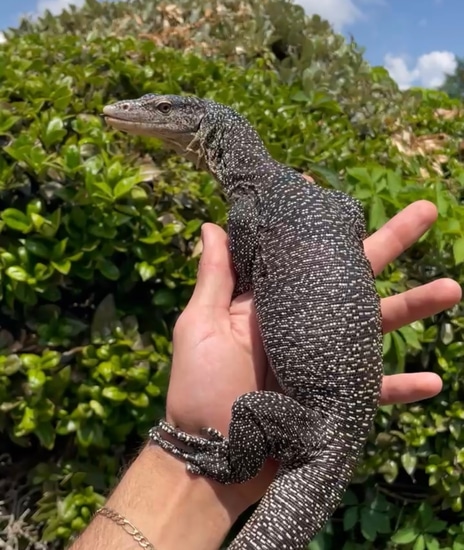 Mangrove Monitor by The Creature Room