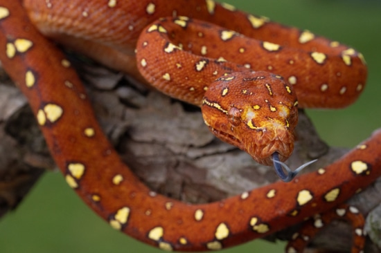 Red Biak Green Tree Python by The Exotic Empire