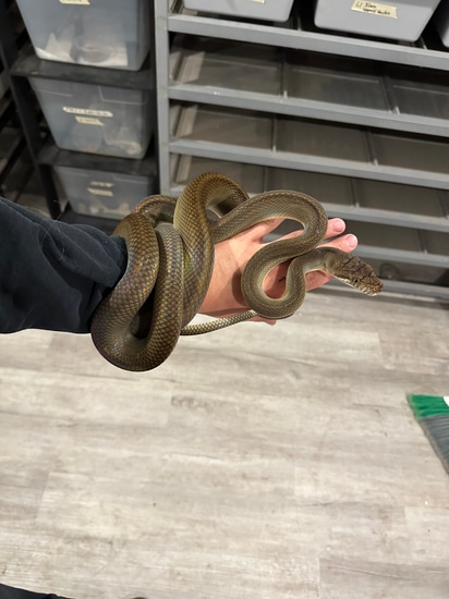 Patternless Merauke Scrub Scrub Python by The Exotic Empire