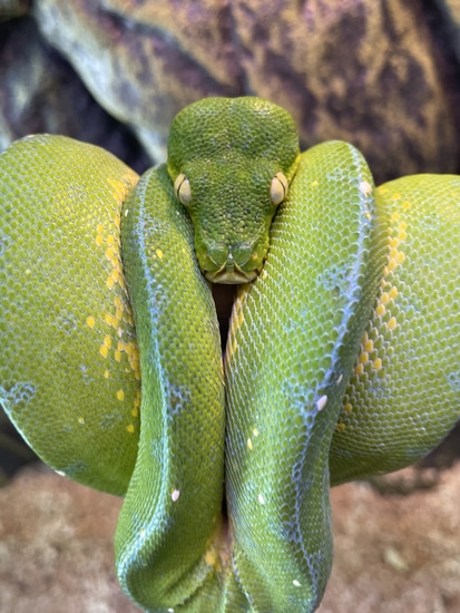 Jayapura Male Green Tree Python by Scales by Design