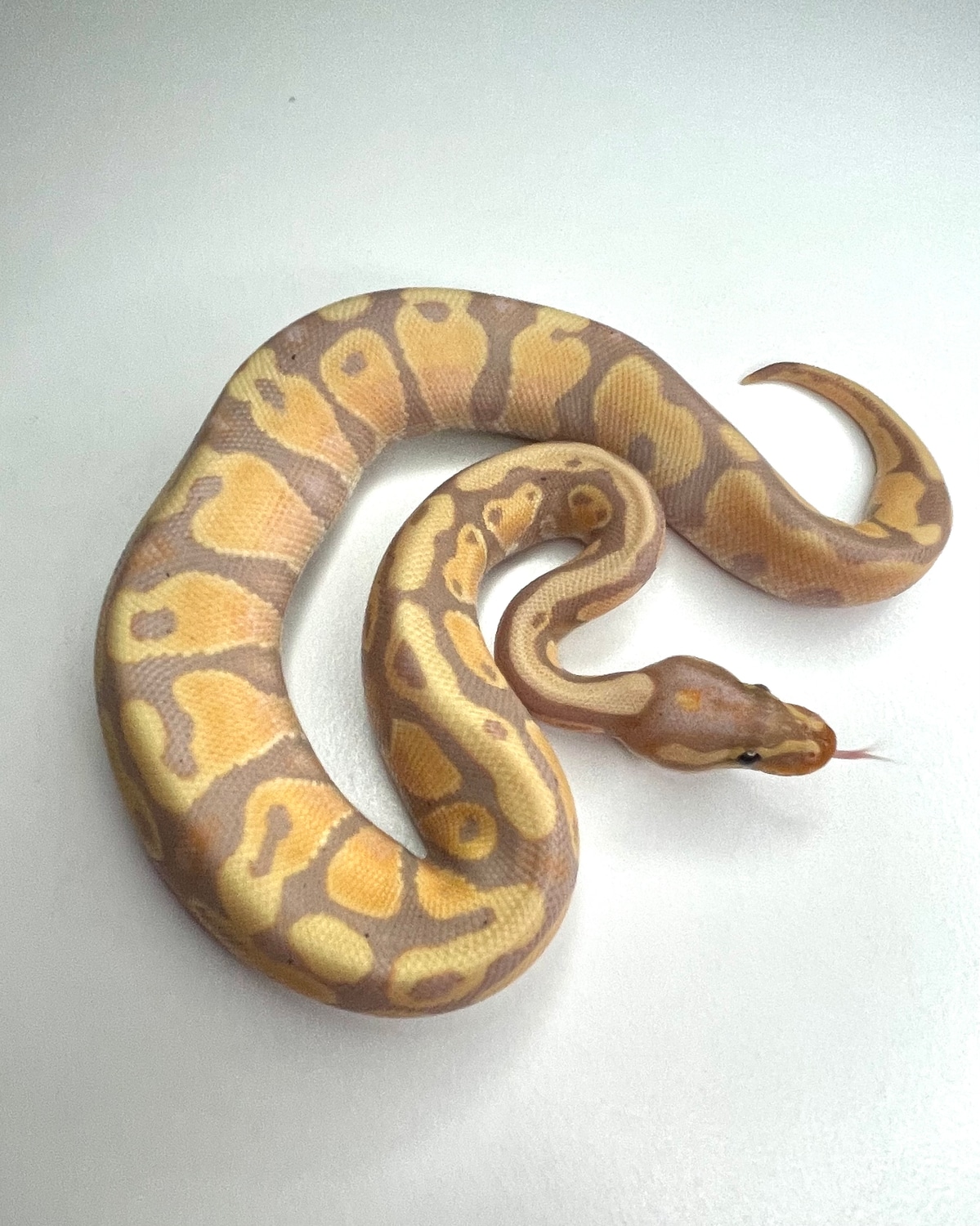 Banana Yellow Belly Or Gravel Ball Python by Scales by Design MorphMarket