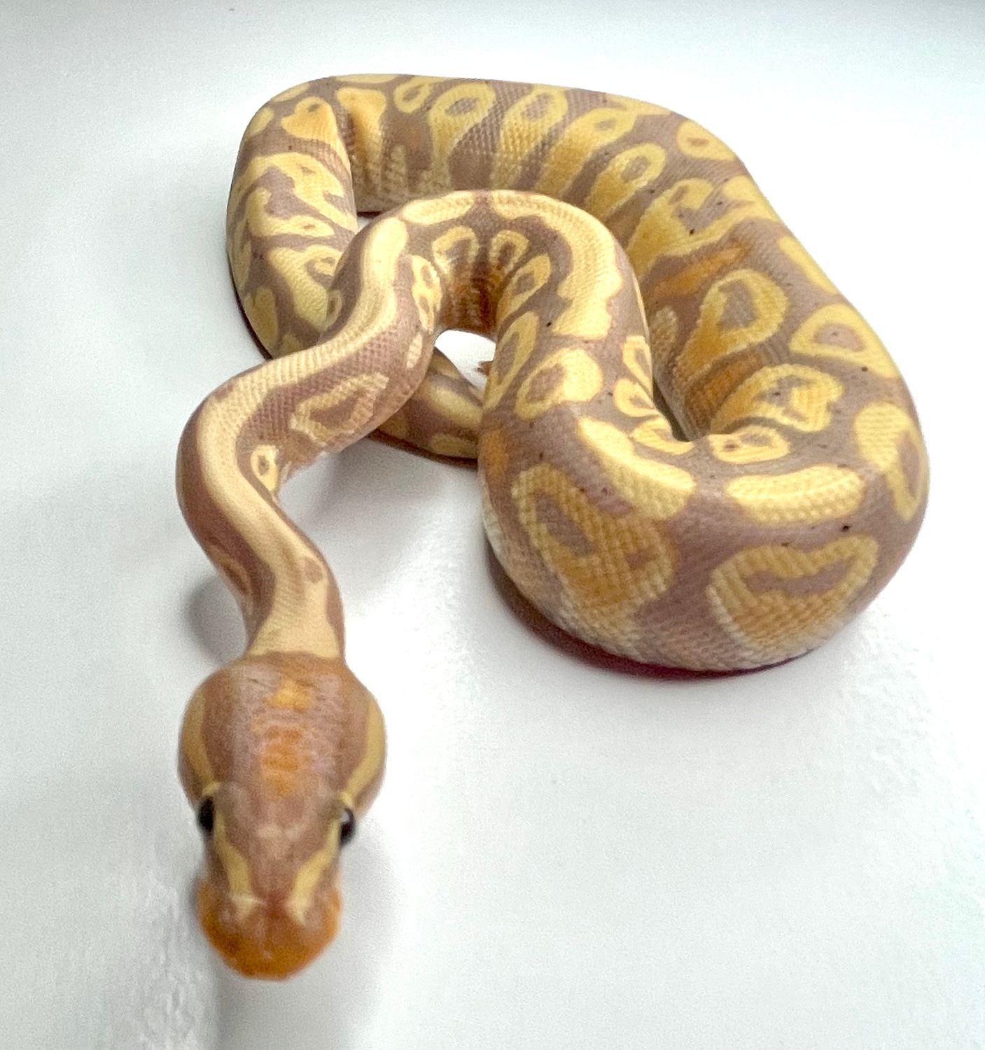 Banana Yellow Belly Or Gravel Ball Python by Scales by Design MorphMarket