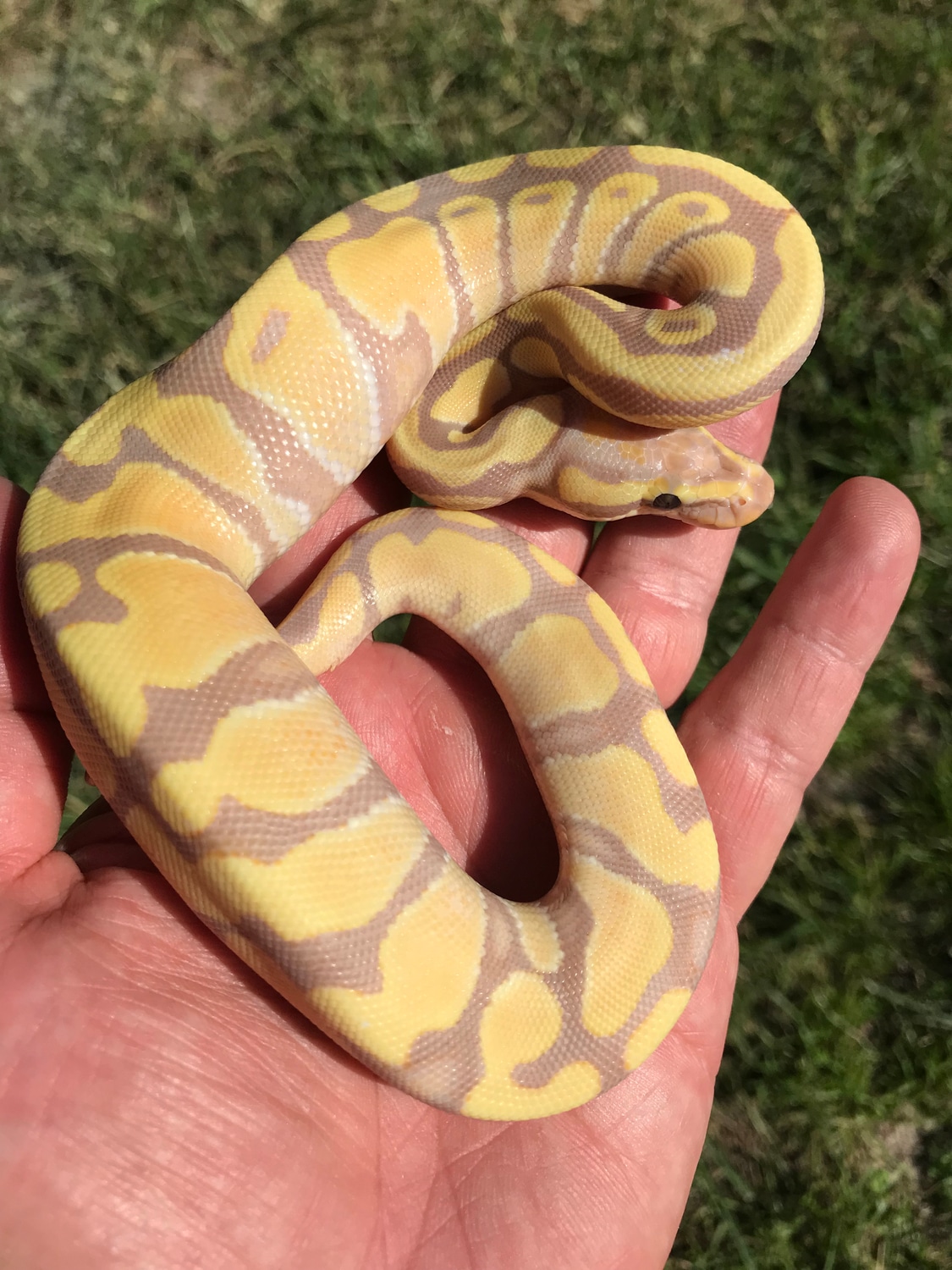 Desert Ghost Enchi Banana Ball Python by The Florida Reptile Ranch ...