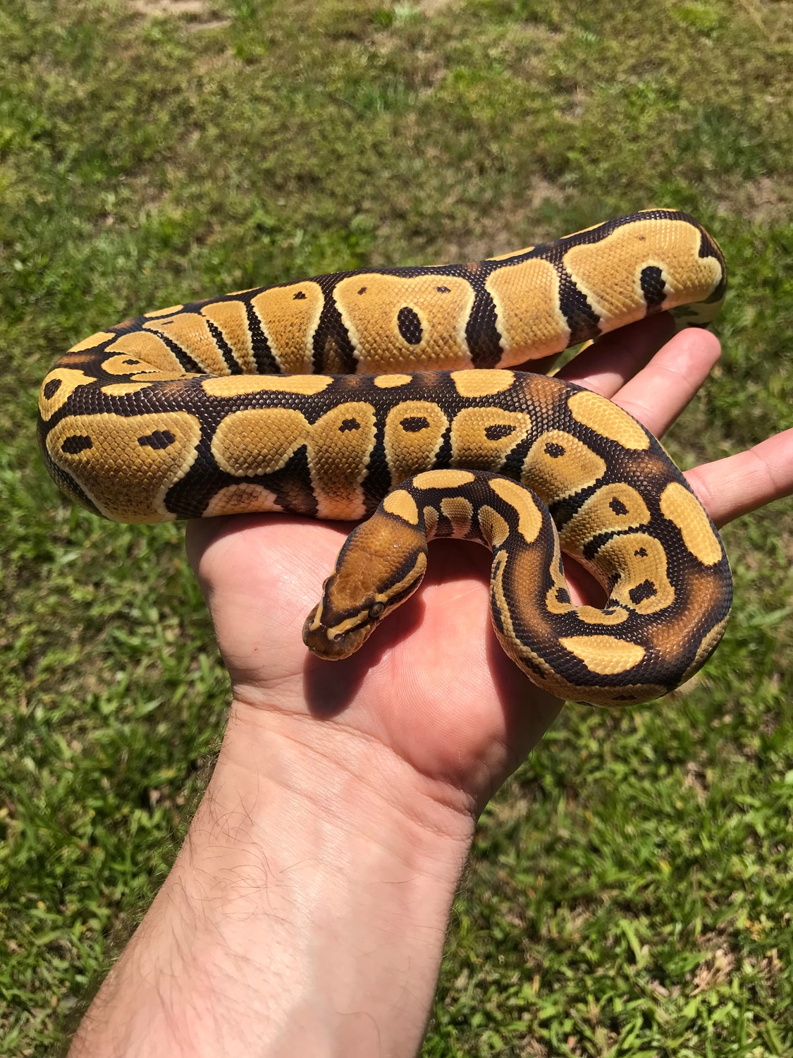 Trojan Ball Python by The Florida Reptile Ranch - MorphMarket