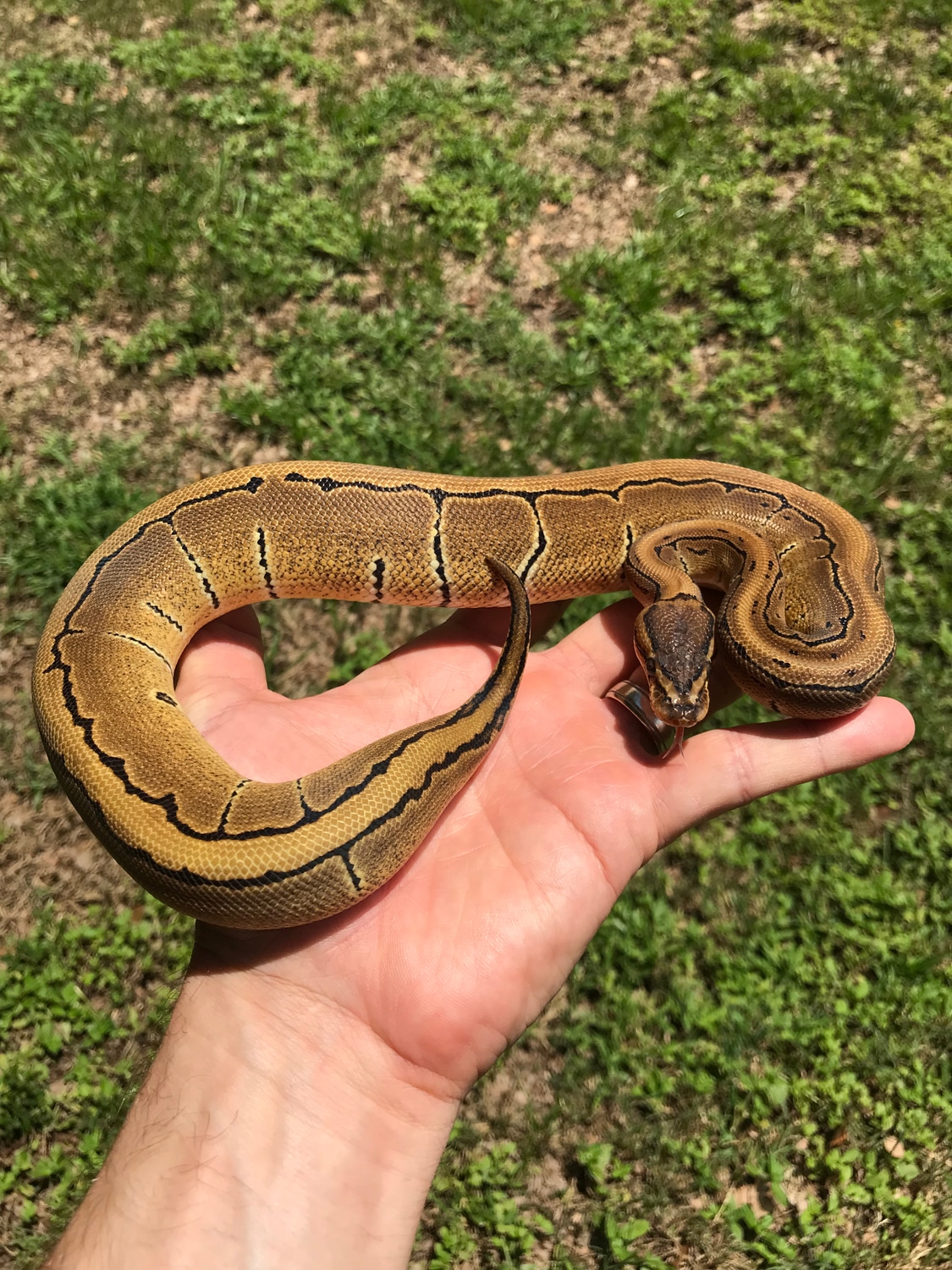 NR Mandarin Pin Ball Python by The Florida Reptile Ranch - MorphMarket