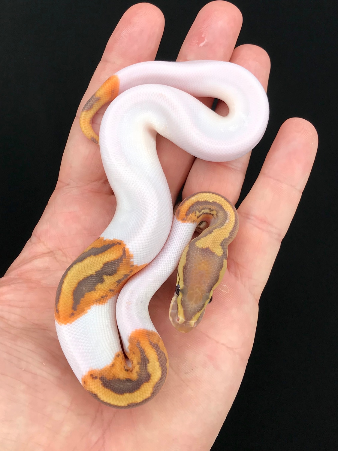 New* Caramel Pied Ball Python by The Florida Reptile Ranch - MorphMarket