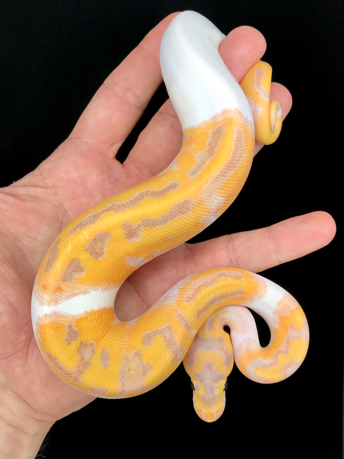 Banana Clown Pied Ball Python by The Florida Reptile Ranch - MorphMarket