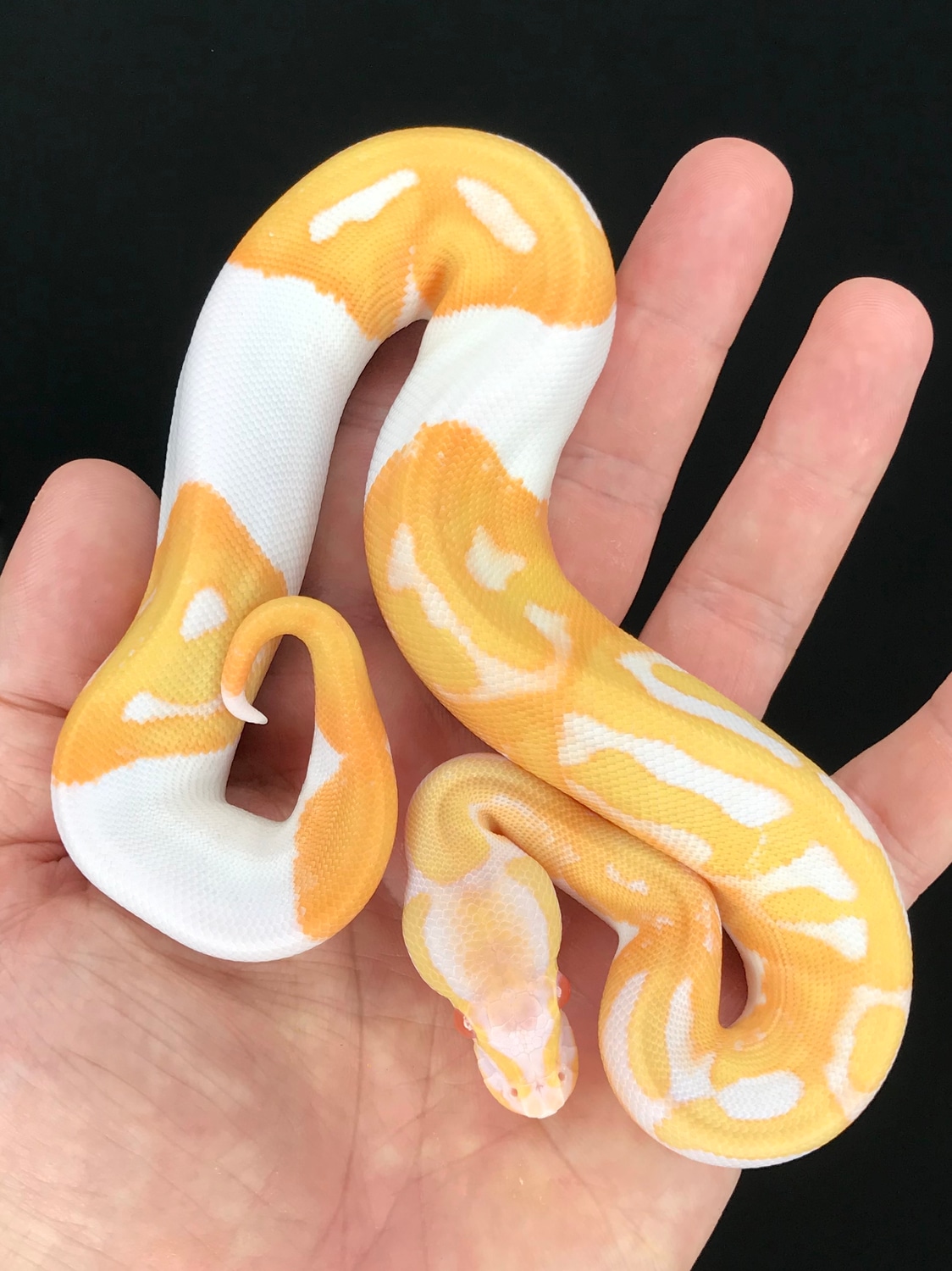 NEW* Albino Pied Ball Python by The Florida Reptile Ranch - MorphMarket