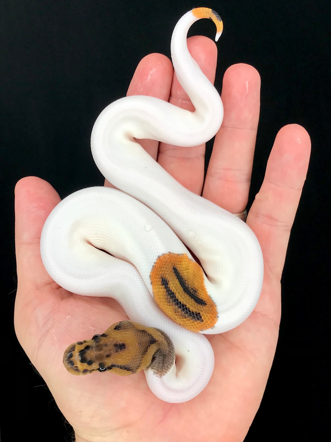 New* Clown Pied Ball Python by The Florida Reptile Ranch - MorphMarket
