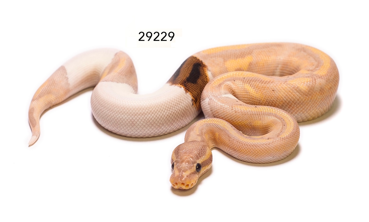 Paradox Banana Pied Ball Python by The Florida Reptile Ranch - MorphMarket