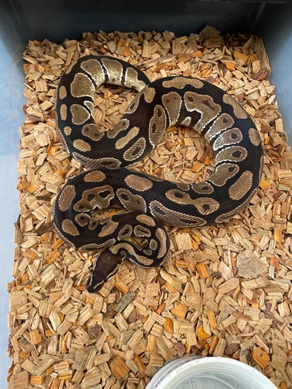 PH Rainbow Ball Python by The Florida Reptile Ranch