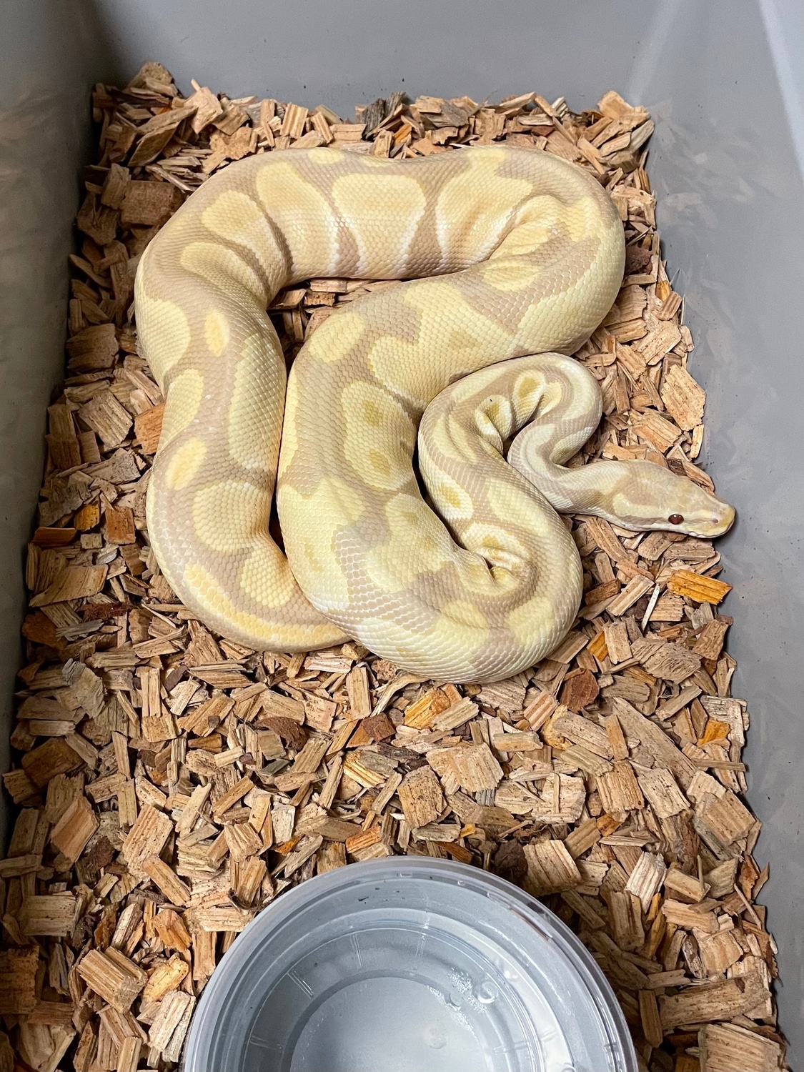 Toffee Ball Python by The Florida Reptile Ranch MorphMarket