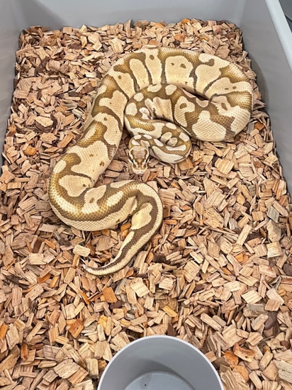 Pastel Monarch Ball Python Monarch Pastel Ball Python by The Florida Reptile Ranch
