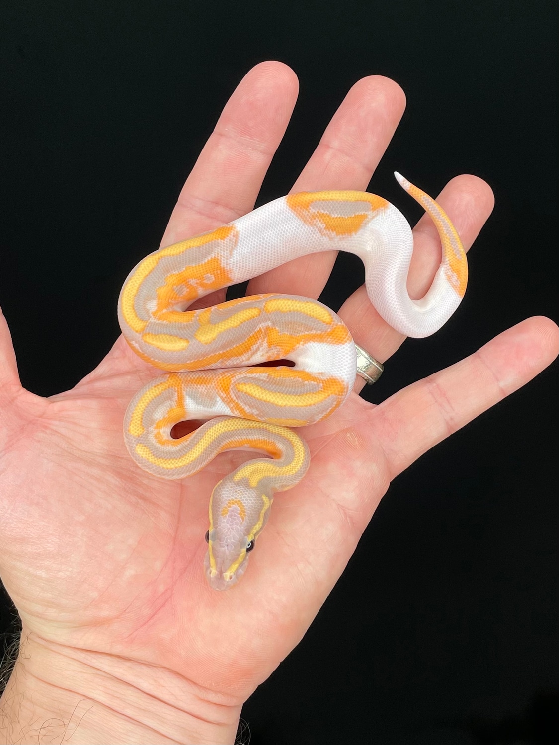 Pied Banana Ball Python by The Florida Reptile Ranch MorphMarket