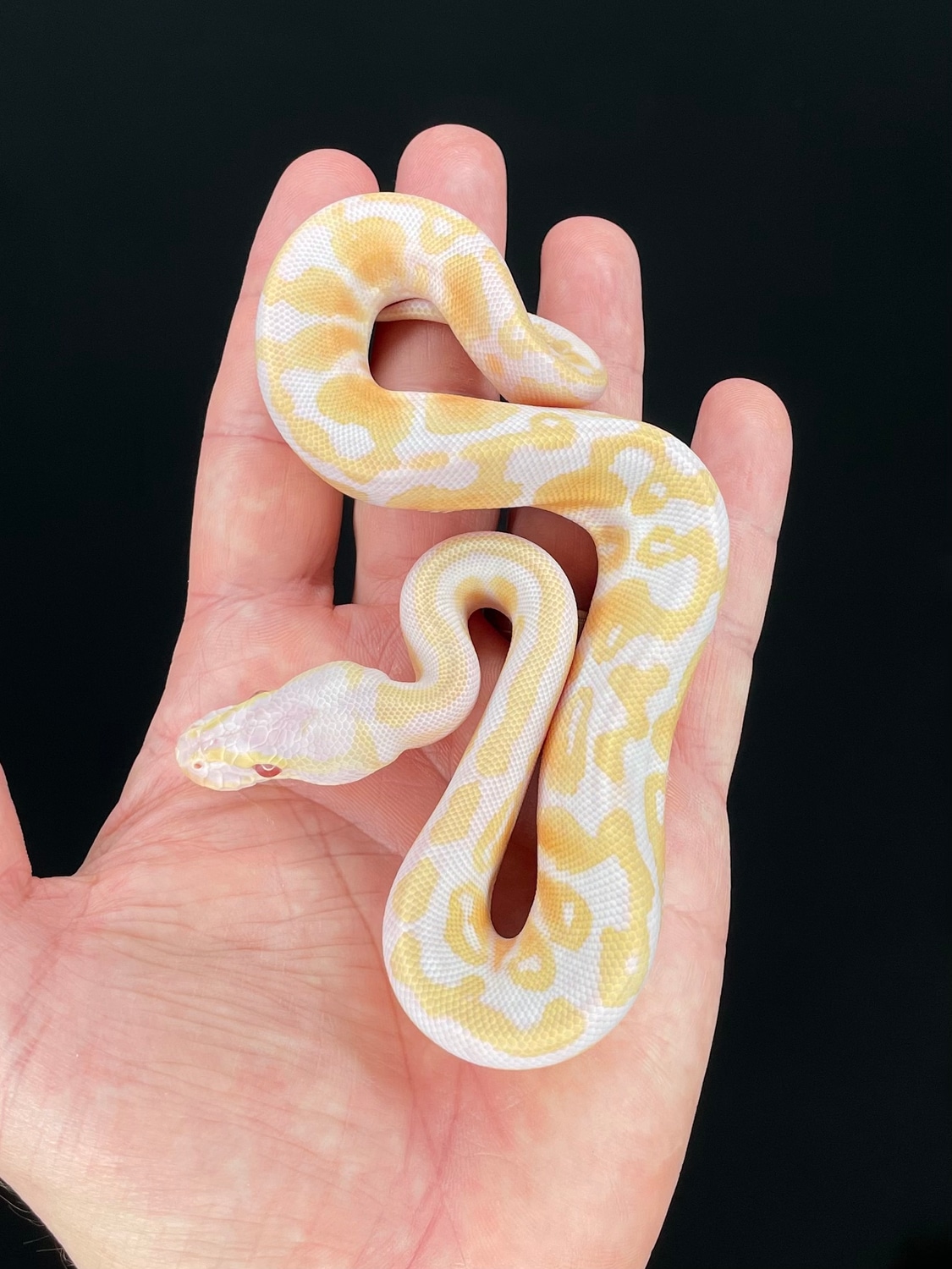 Candy Pastel Ball Python by The Florida Reptile Ranch - MorphMarket