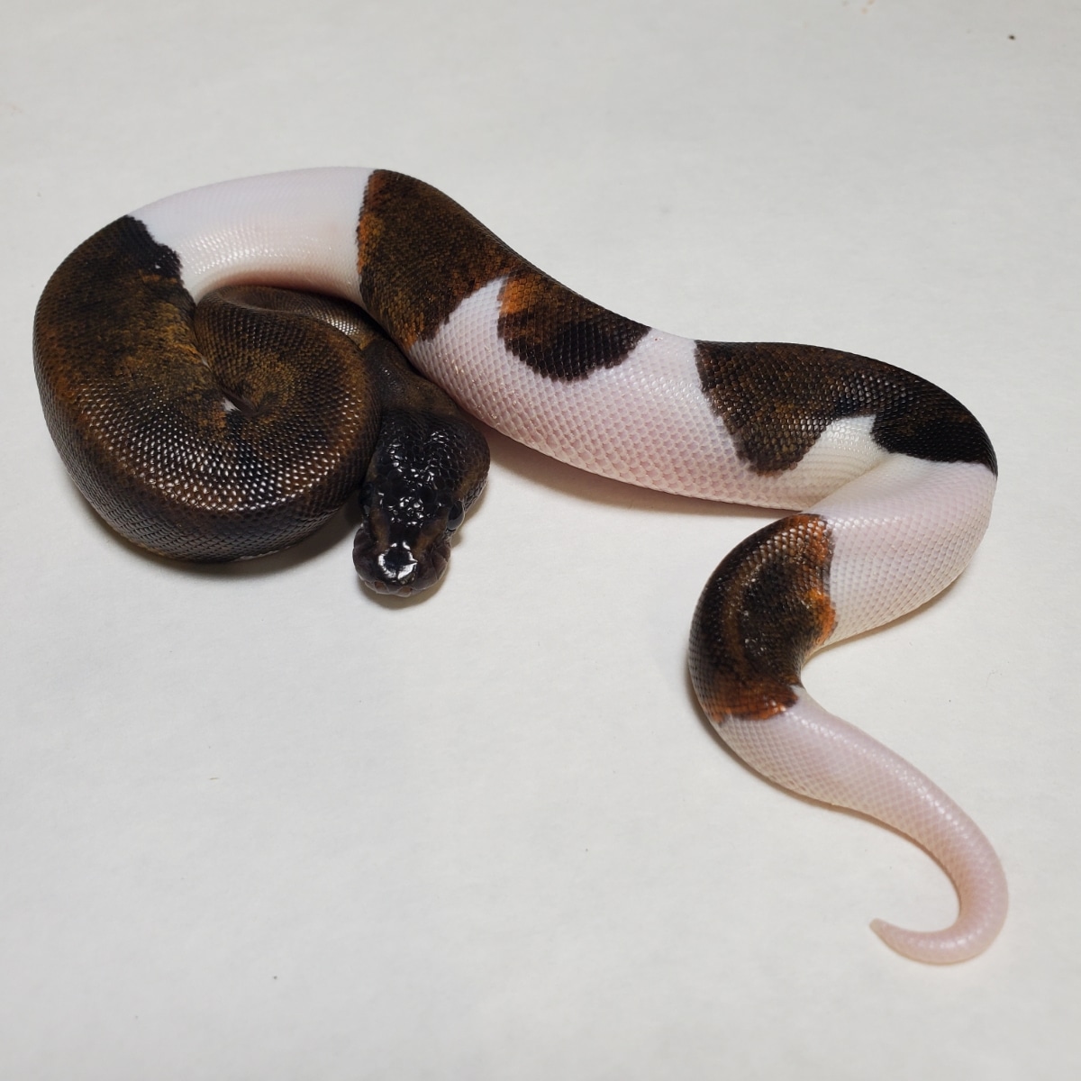 Suma Pied Ball Python by The Florida Reptile Ranch - MorphMarket