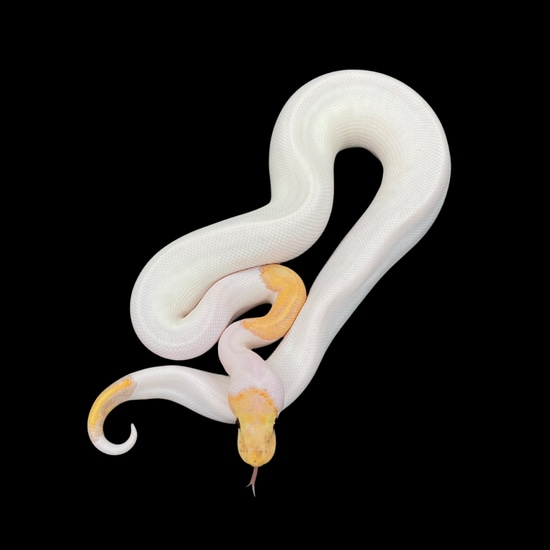 Pinto Ball Python Banana Pinto Pied Ball Python by The Florida Reptile Ranch