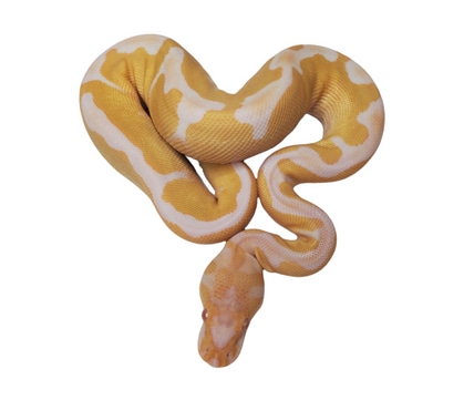 Clown Pied Het Albino Ball Python by The Florida Reptile Ranch ...