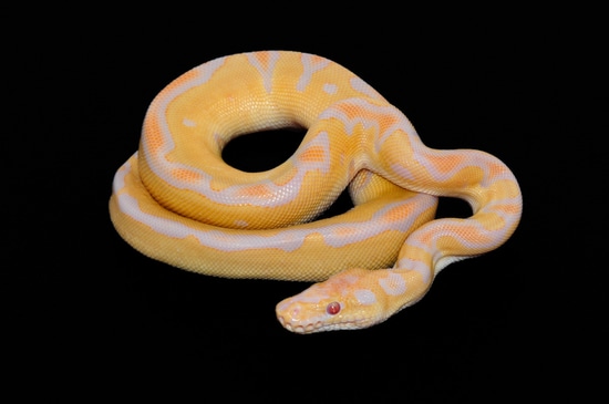 Candy Clown Ball Python Candy Clown Het Pied Ball Python by The Florida Reptile Ranch