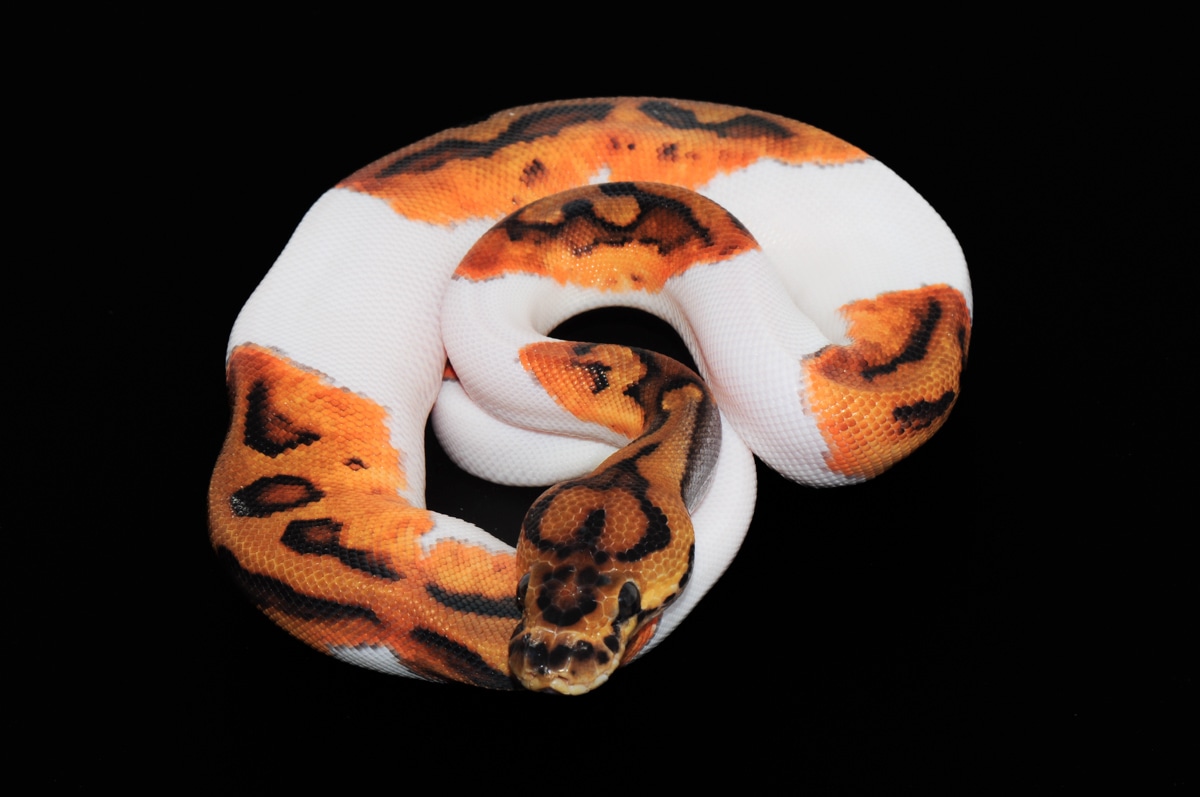 Clown Pied Female Ball Python by The Florida Reptile Ranch - MorphMarket