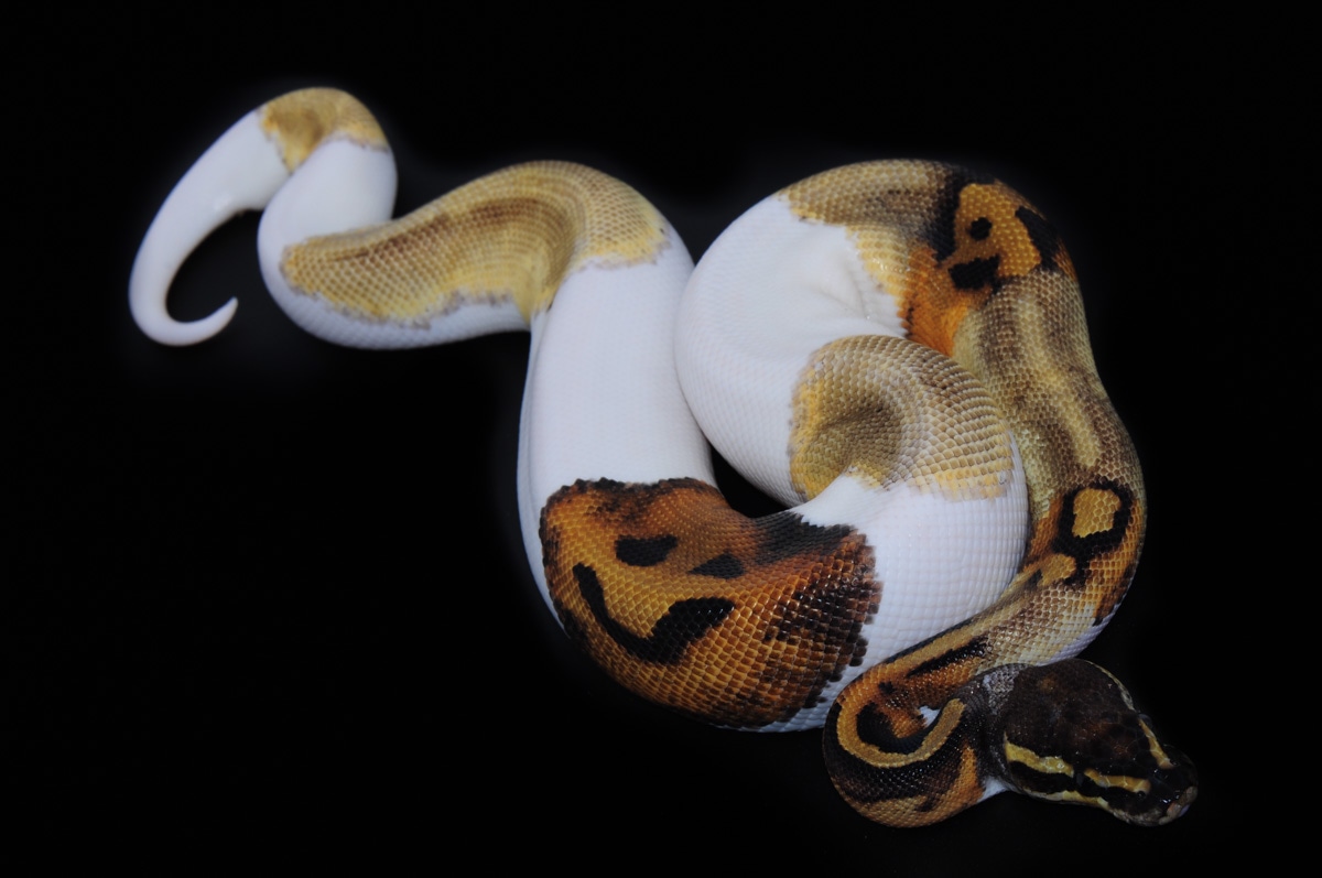 Pied Mojave Paradox Ball Python by The Florida Reptile Ranch - MorphMarket