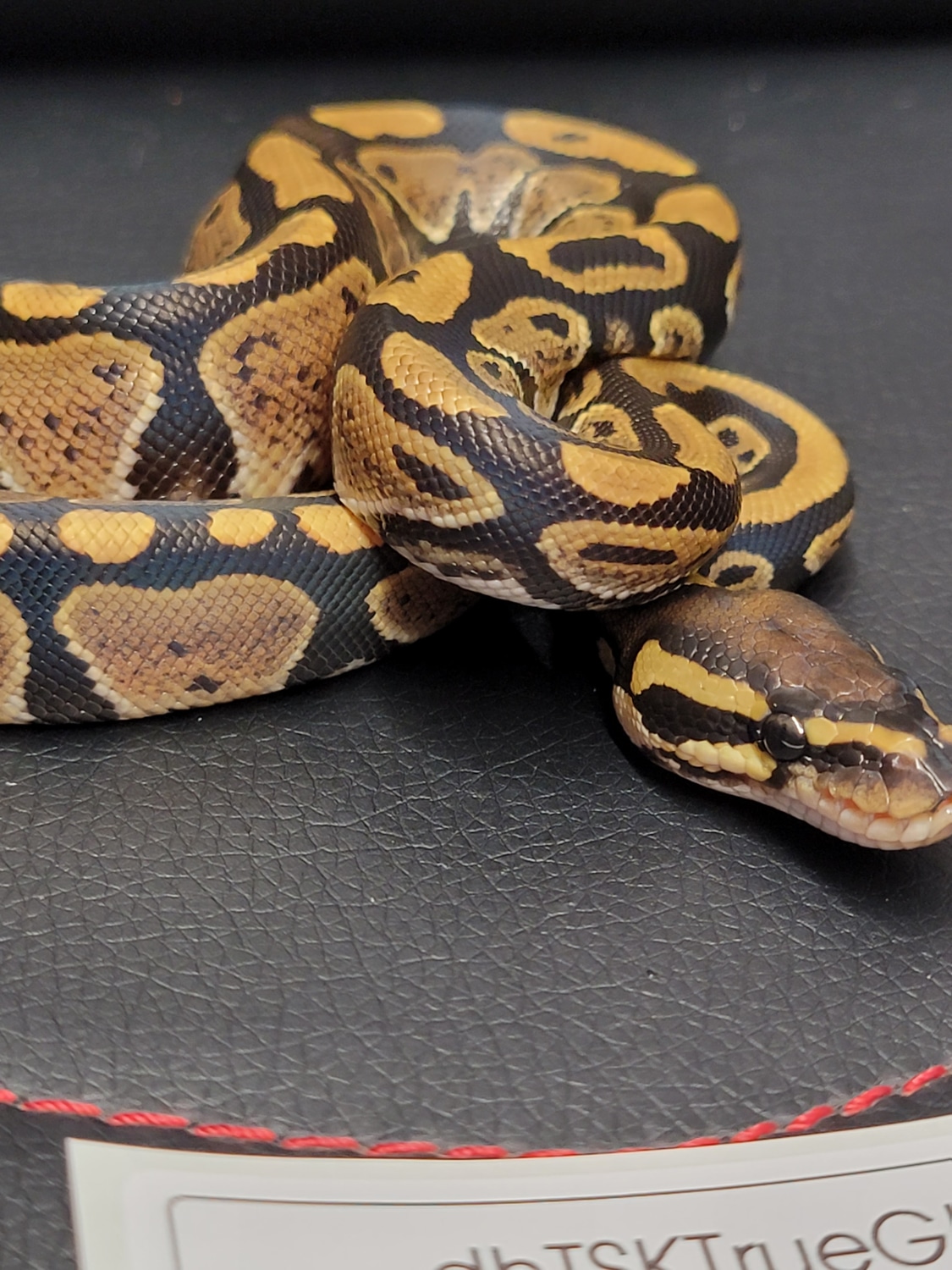 DH TSK Axanthic/ Hypo Ball Python by Project X Reptiles - MorphMarket