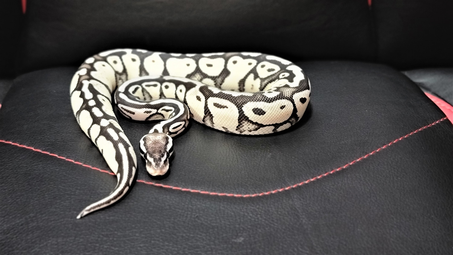 Pastel Enchi TSK Axanthic Ball Python by Project X Reptiles - MorphMarket