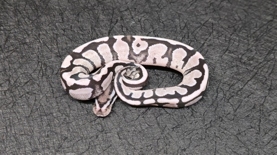 Fire TSK Axanthic Het Hypo Ball Python by Project X Reptiles