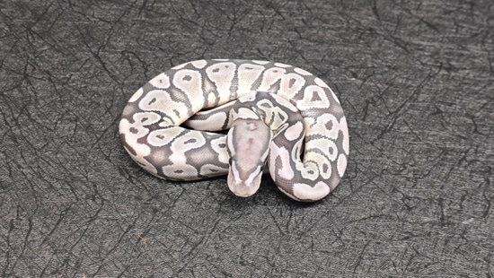 TSK True Ghost(Hypo Axanthic) Ball Pythons by Project X