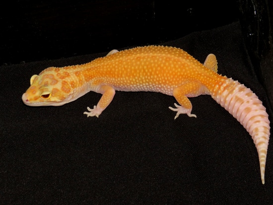 Atomic G Raptor Cross Leopard Gecko by TA.geckos