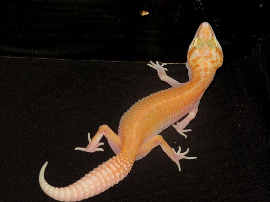 Hc Raptor HC Raptor Leopard Gecko by TA.geckos