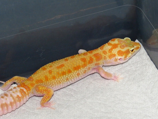 Hc Raptor *Sale* HC Raptor Leopard Gecko by TA.geckos