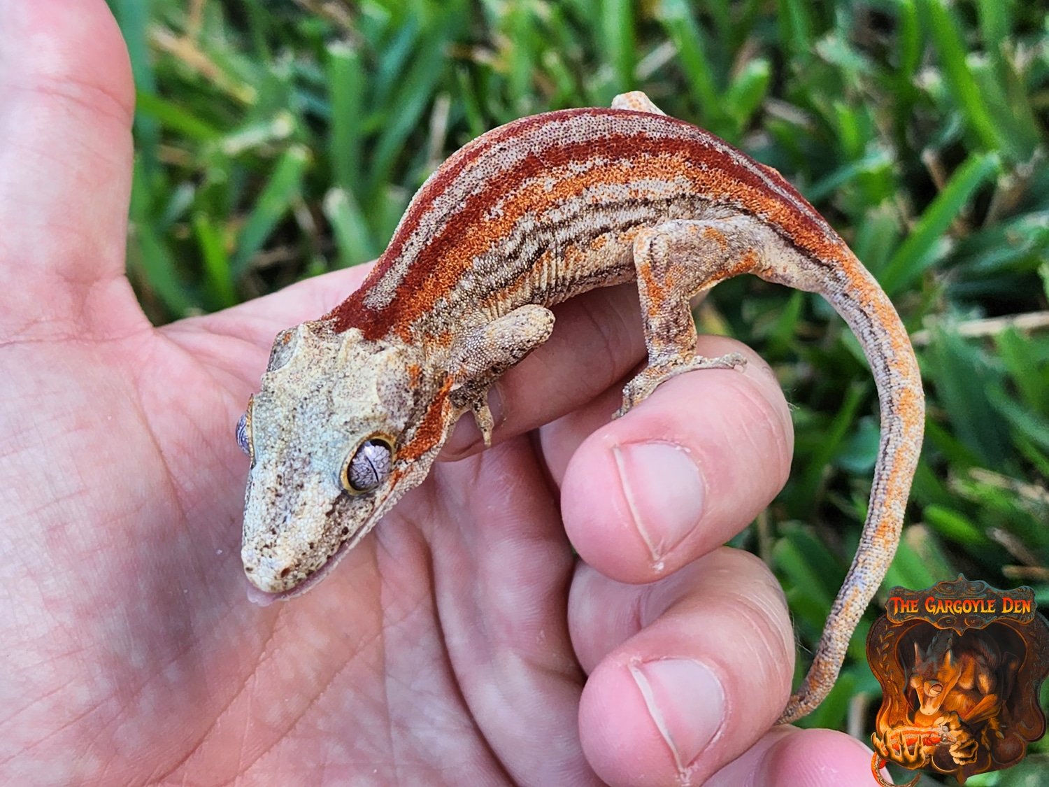 Red Stripe Female Gargoyle Gecko by The Gargoyle Den MorphMarket