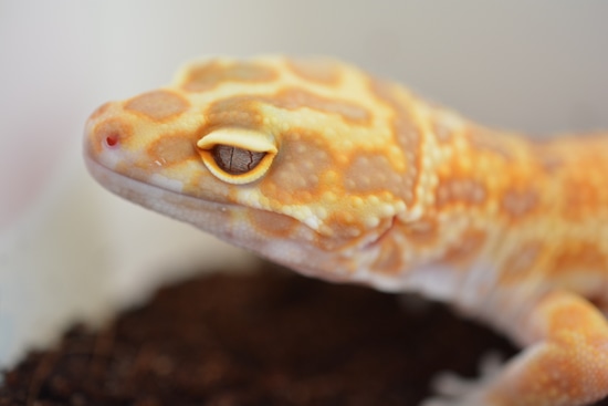 Afghan X Copper Cross Tremper 50% Het Eclipse Leopard Gecko by The ...