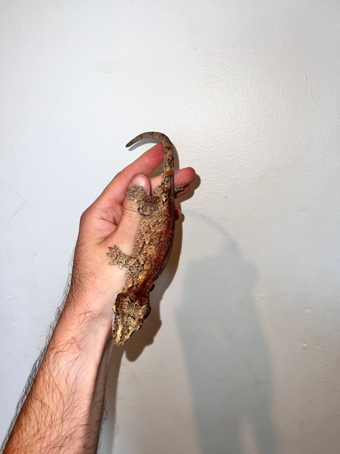 Red MOSAIC RTB Gargoyle Gecko by The Gecko King, Inc MorphMarket