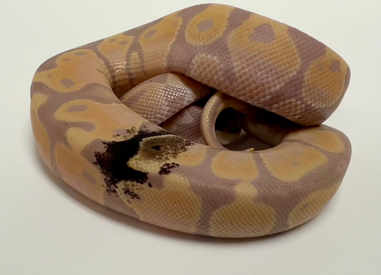 Banana Paradox Ball Python by The Gourmet Rodent - MorphMarket