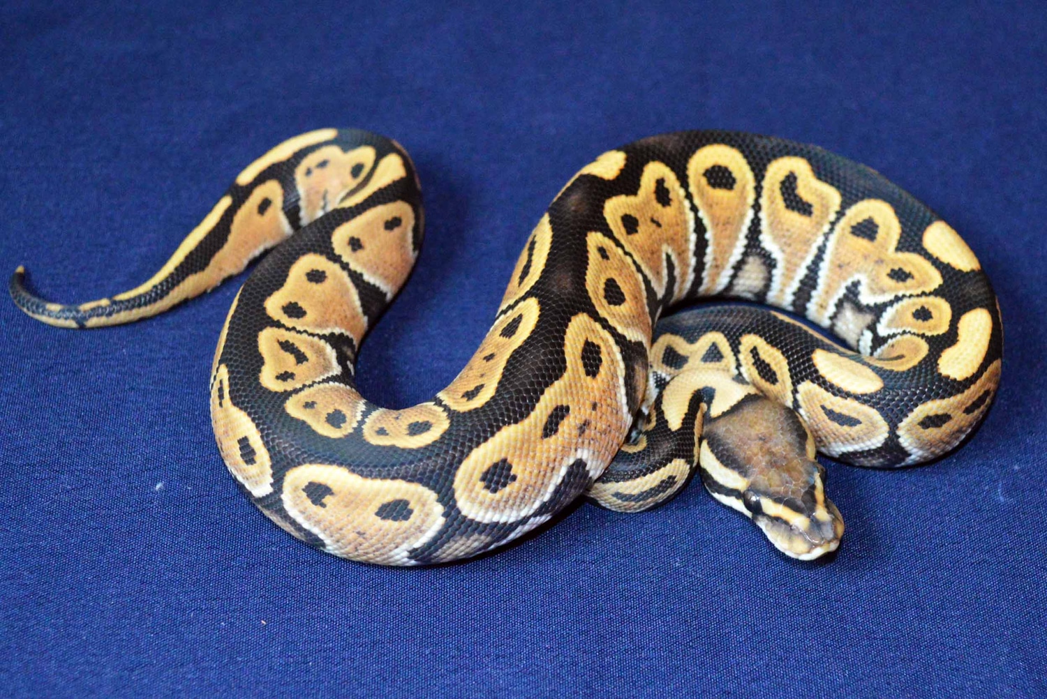 Desert Ghost Het Red Axanthic Ball Python by The Herp Vault - MorphMarket
