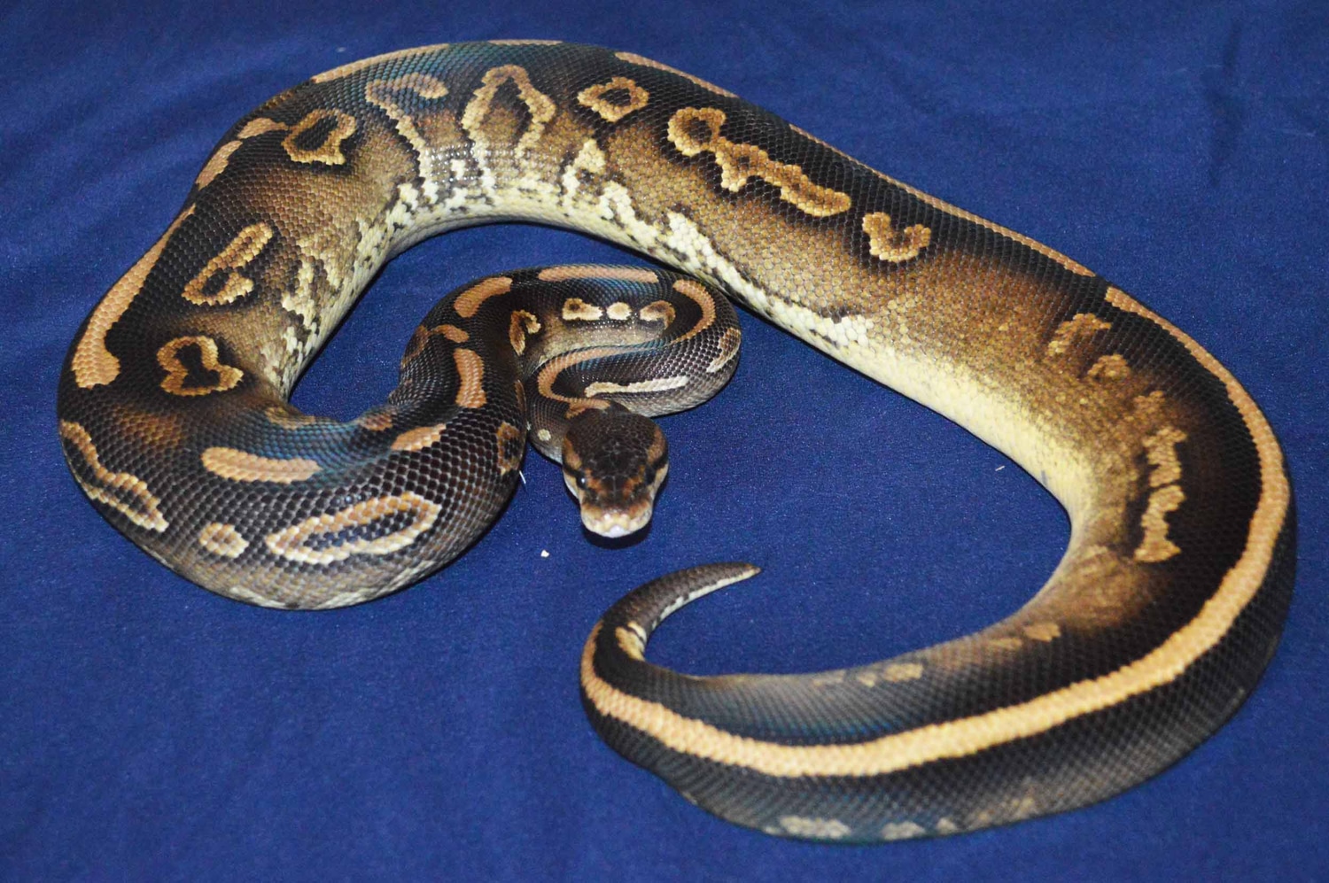 cinnamon-wookie-ball-python-by-the-herp-vault-morphmarket