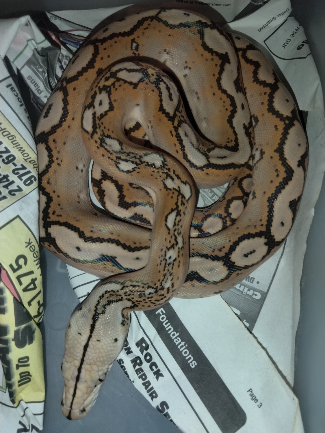 Mocha Motley Reticulated Python by The Ivory Connection - MorphMarket