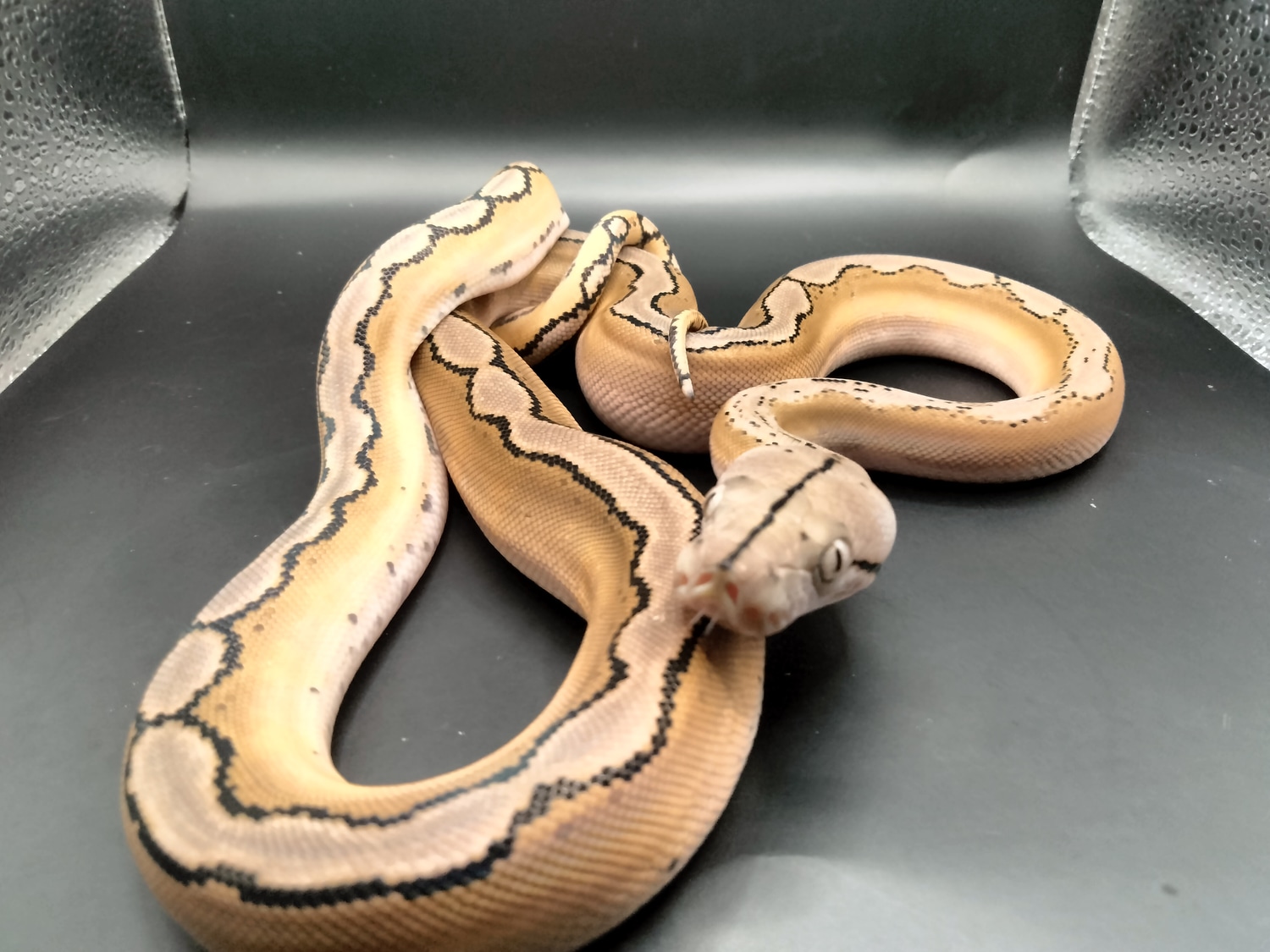 Motley Platinum Reticulated Python by The Ivory Connection - MorphMarket