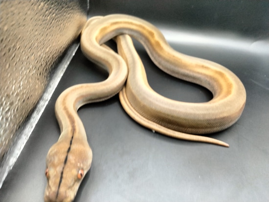 Platinum Motley Titanium Reticulated Python by The Ivory Connection