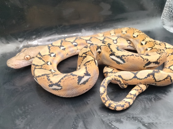 Platinum Citron Reticulated Python by The Ivory Connection