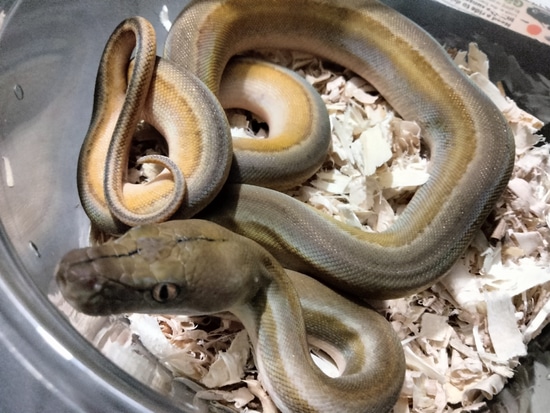 Platinum Titanium Reticulated Python by The Ivory Connection