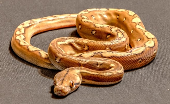 Phantom Sunfire Het Purple Reticulated Python by The Ivory Connection