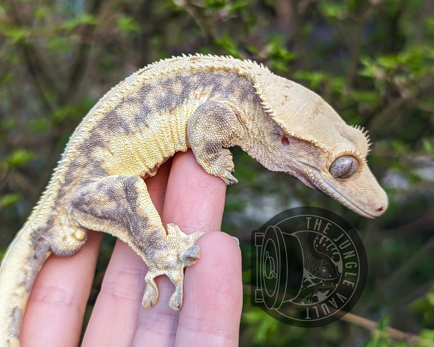 PROVEN Lavender Lily White Crested Gecko by The Jungle Vault MorphMarket