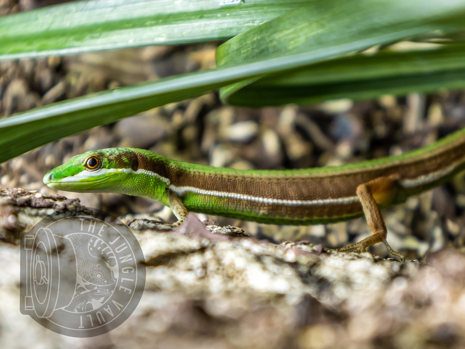 Green Grass Lizards More Lizard by The Jungle Vault MorphMarket